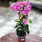 Bougainvillea z podwójnymi kwiatami - Bougainvillea dobrada 'Jasnoróżowa'