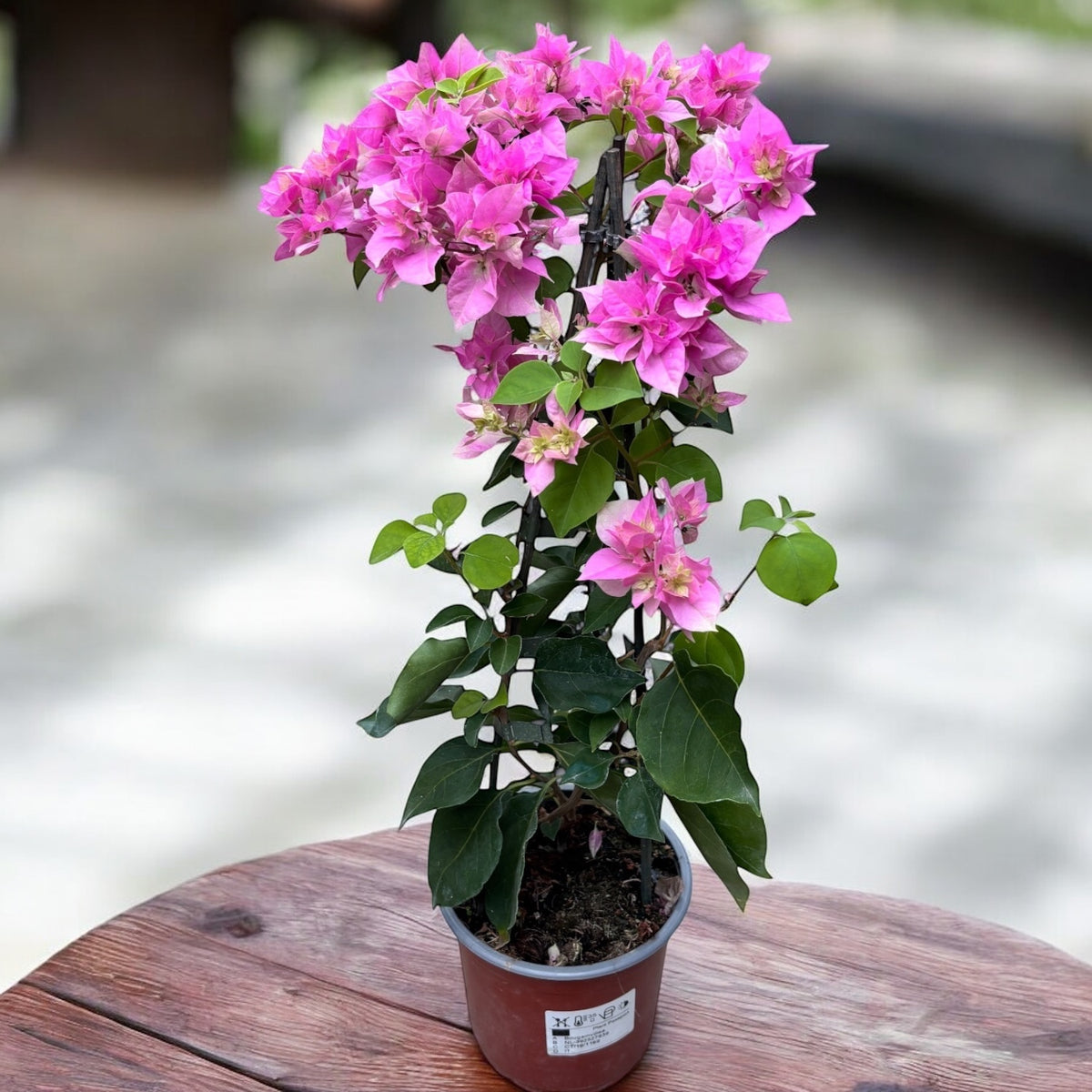 Bougainvillea cu flori duble - Bougainvillea dobrada 'Light Pink ...
