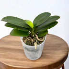 Phalaenopsis Sogo Yellowtris (peloric - 3 lips) - flori parfumate