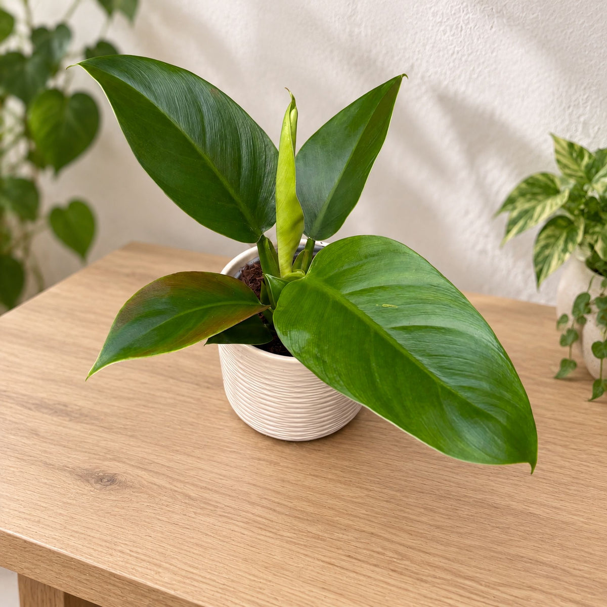Philodendron 'Imperial Green'