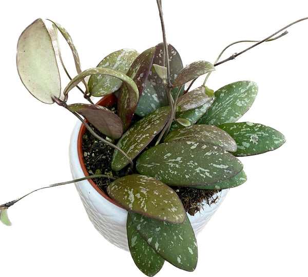 Hoya sigillatis 'Round Leaf' (Wide form) - full pots