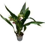 Zygoneria Freestyle Meadows * parfumat