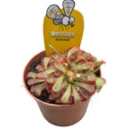 Drosera Aliciae (Rosa neba)