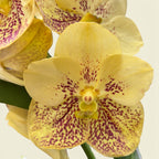 Vanda Sunanda Yellow Henna (ANSU)