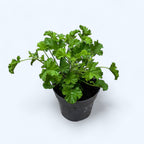 Muscate antitantari - Pelargonium graveolens ‘Eva’ (Anti-Mosquito)