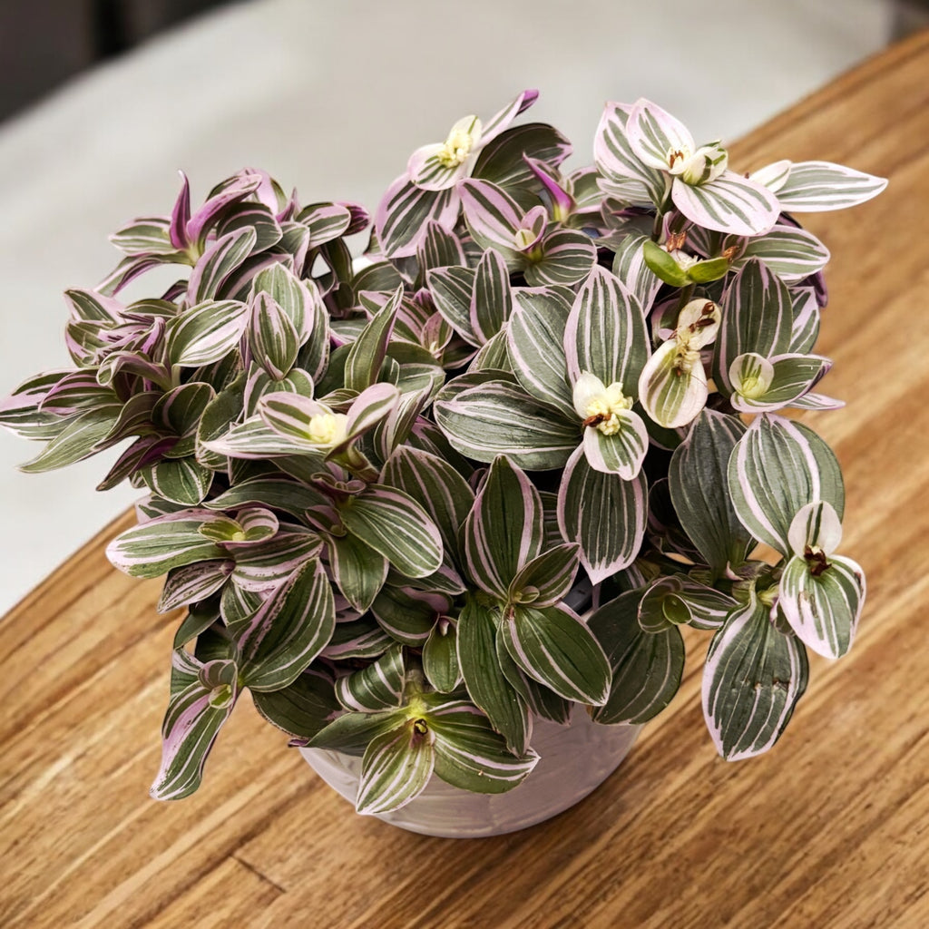 Tradescantia cerinthoides 'Douceur'