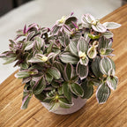 Tradescantia cerinthoides 'Sweetness'