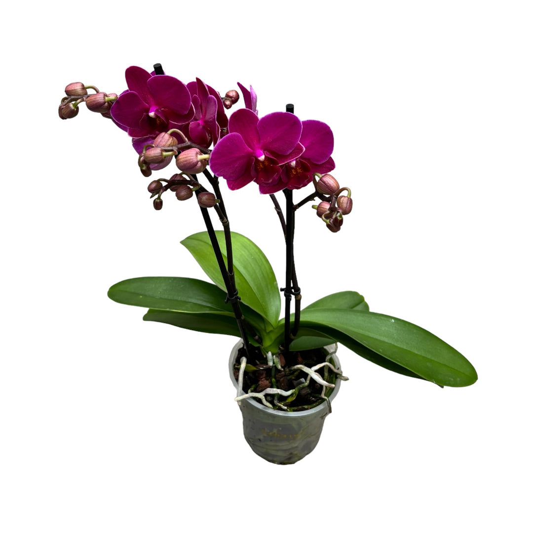 Phalaenopsis Brazilian Fever