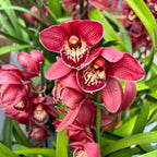Cymbidium Red Beauty Roy
