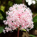 Ceanothus pallidus ‘Marie Simon’ – liliac californian cu flori roz parfumate