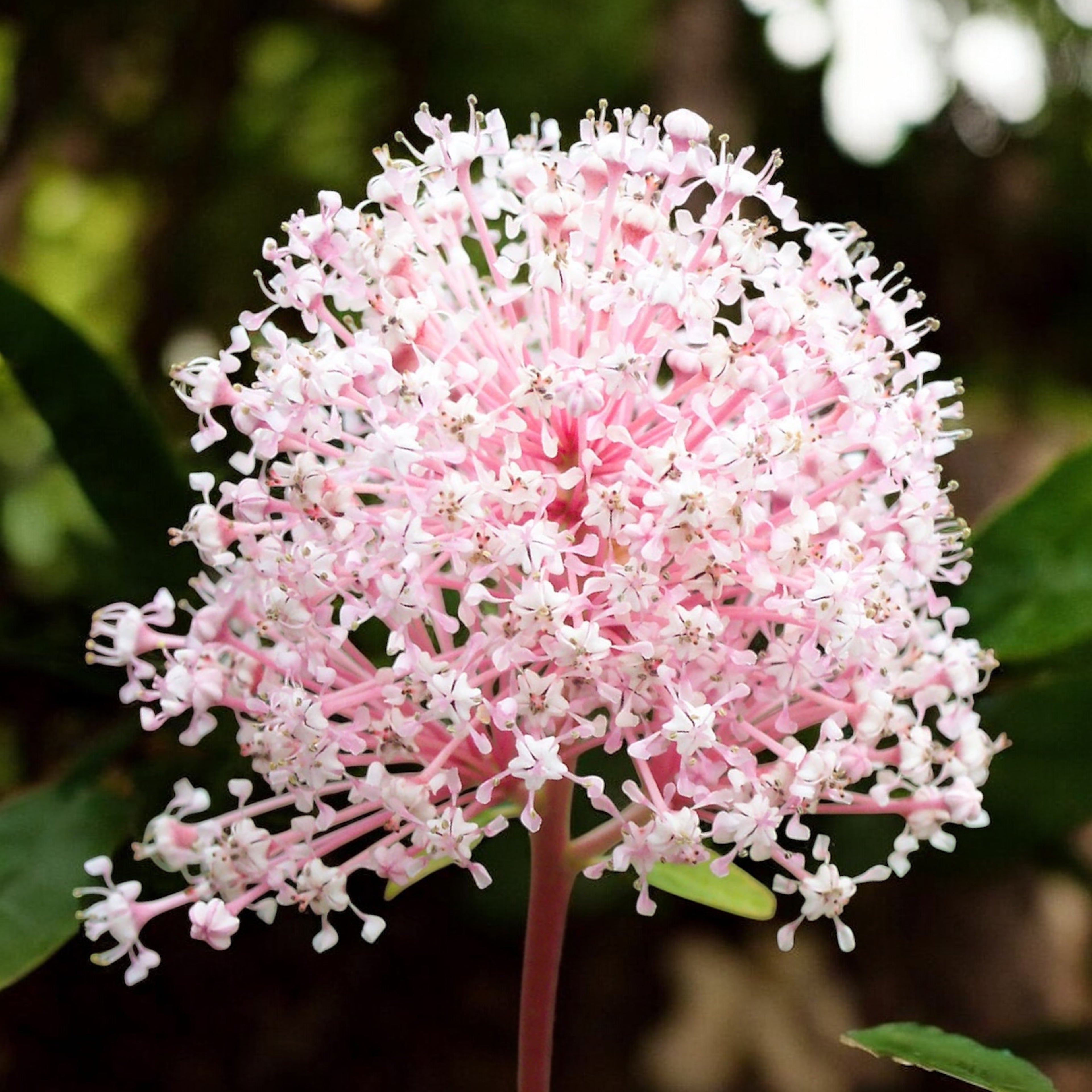 Ceanothus pallidus ‘Marie Simon’ – liliac californian cu flori roz parfumate