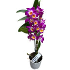 Dendrobium Nobile Akatsuki - parfumé