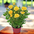 Rosa Yellow  - trandafiri pitici galbeni