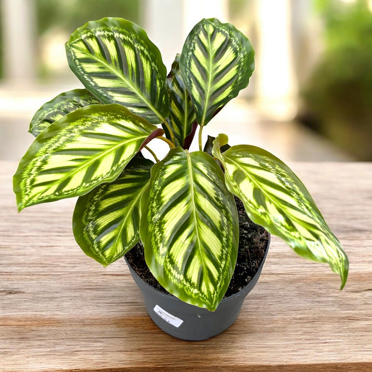 Calathea Flamestar XL - Pavova rastlina