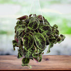 Episcia cupreata 'Black Velvet' - veliki primjerci