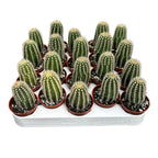 Trichocereus huascha