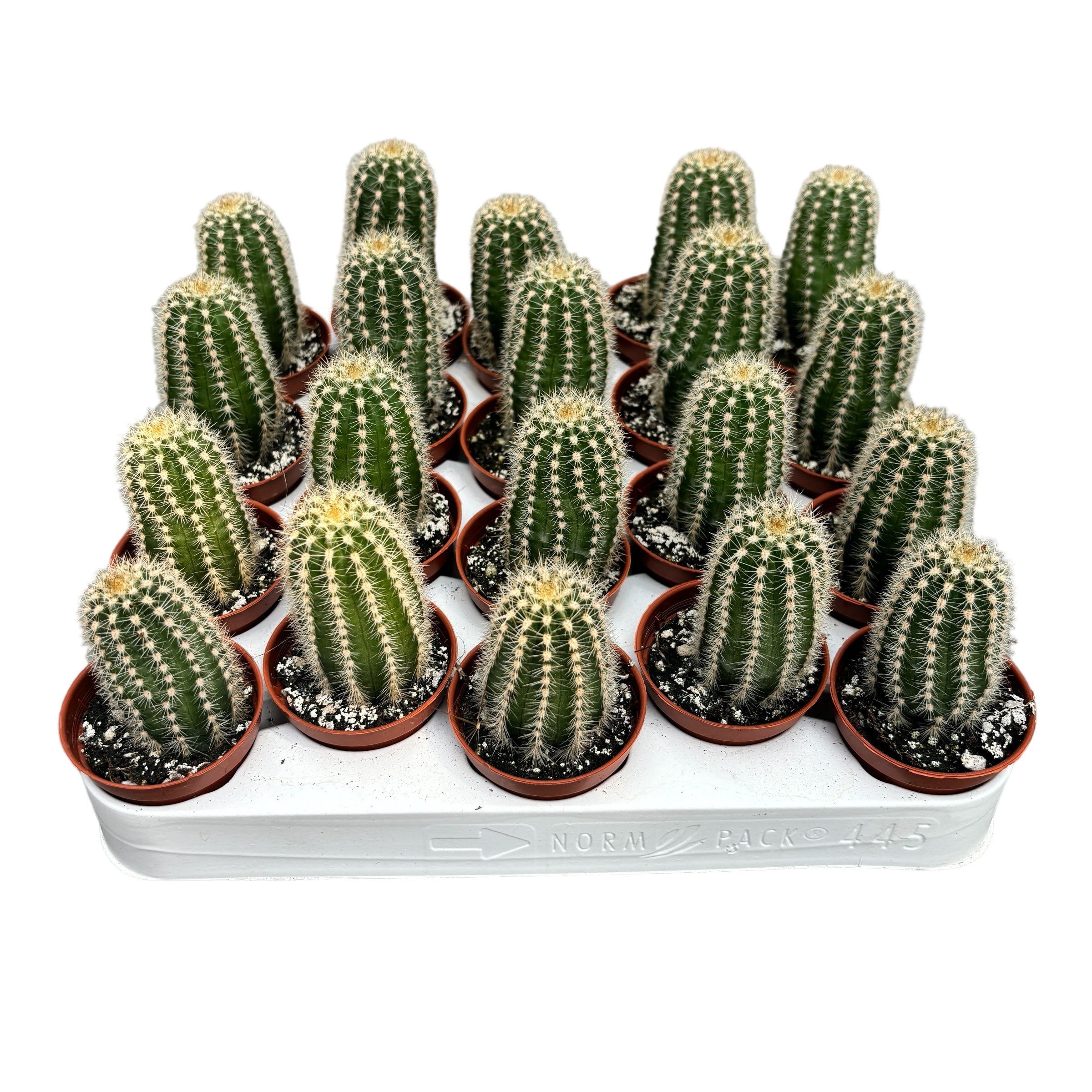 Trichocereus huascha