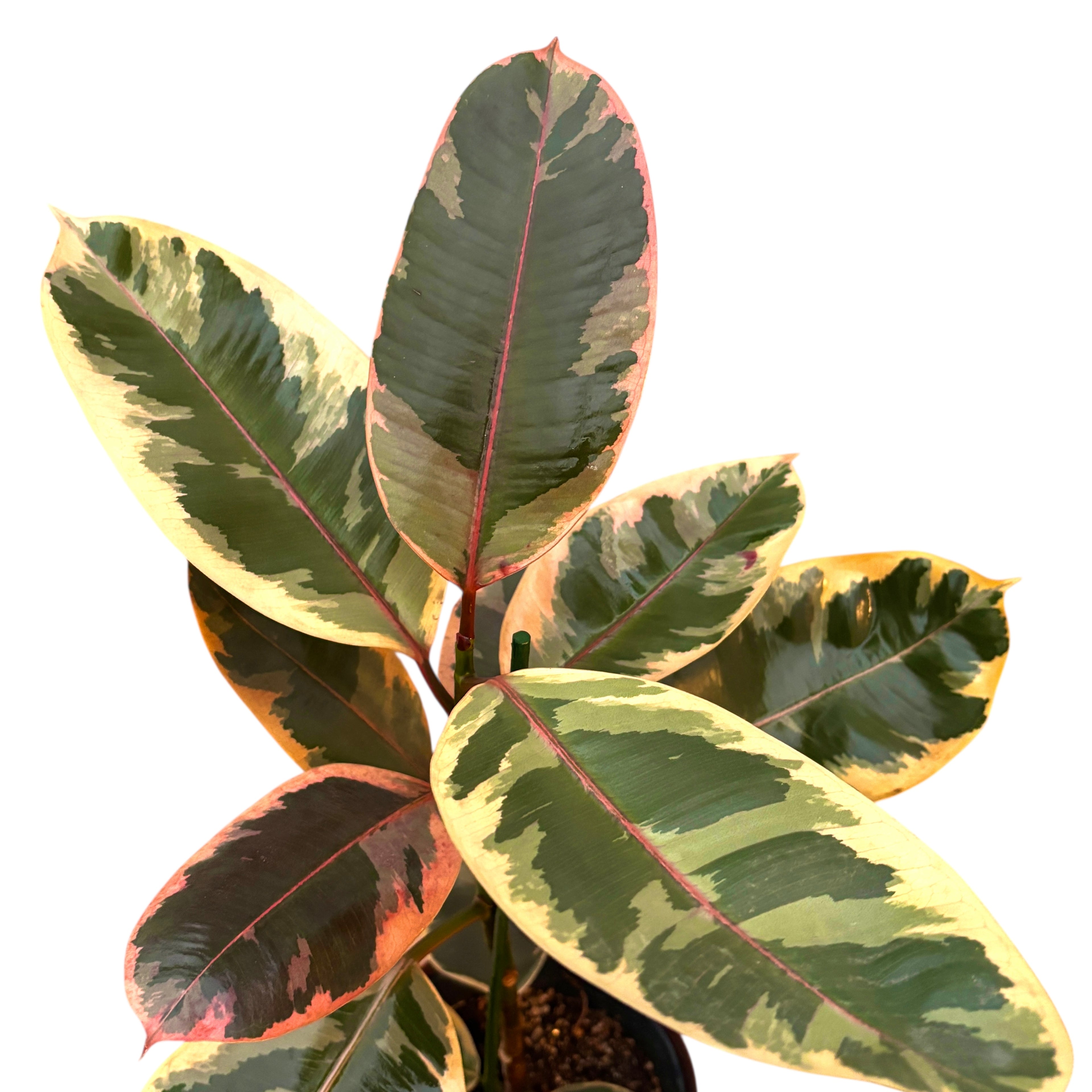 Ficus elastica Belize (Ruby) XL