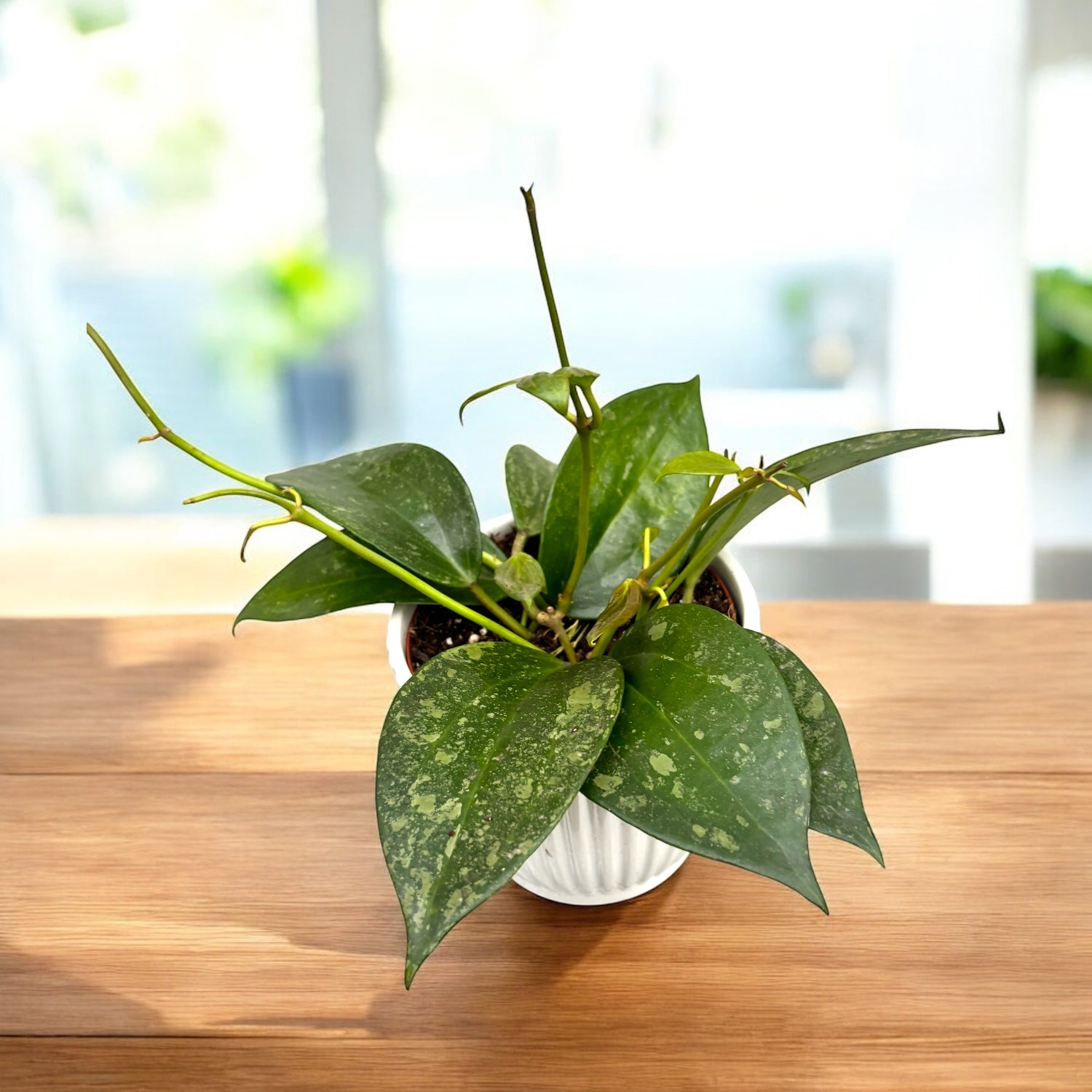 Hoya macrophylla 'Silver Splash'
