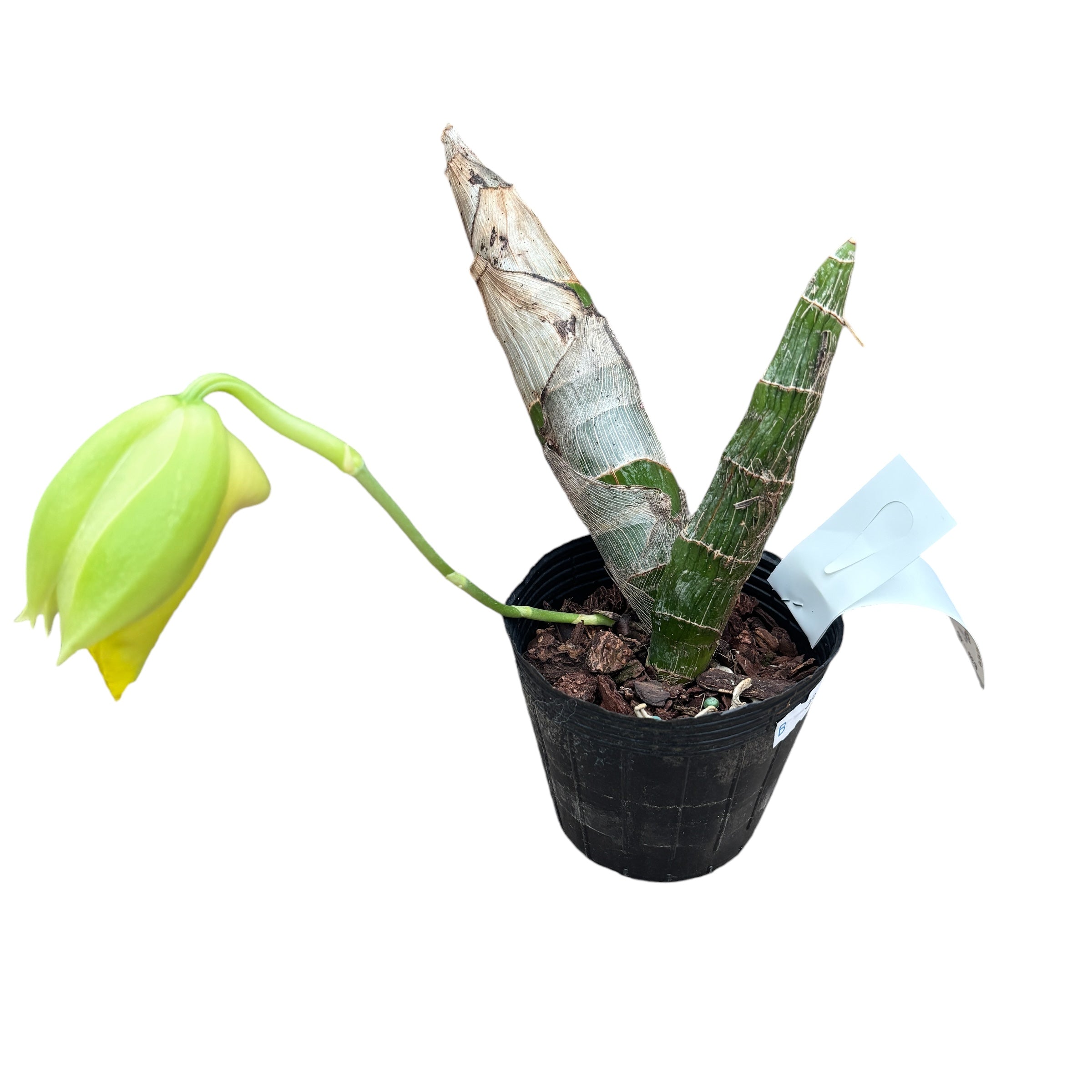 Catasetum pileatum var. aurea