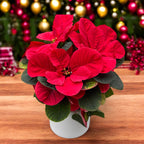 Euphorbia pulcherrima ‘Christmas Mouse’ - vianočná hviezda s zaoblenými brakteami v tvare myších uší