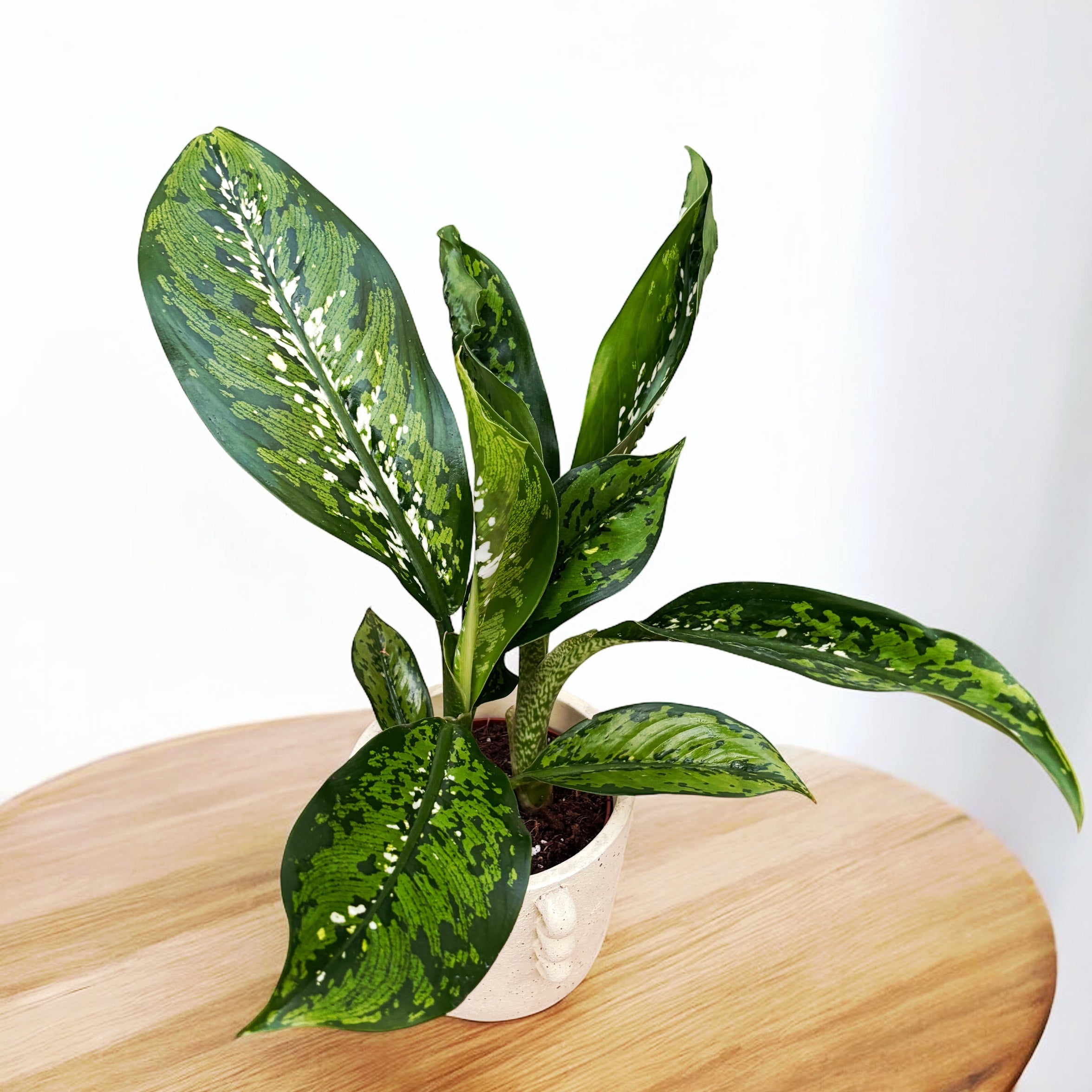 dieffenbachia crocodile rare Dieffenbachia 'Crocodile' – Secret Garden Plant Shop