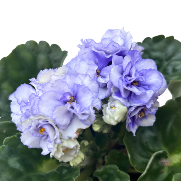 Saintpaulia Rococo Bicolor - Parma violets with double bicolor flowers