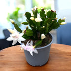 Schlumbergera alba „Fehér” - XL példányok
