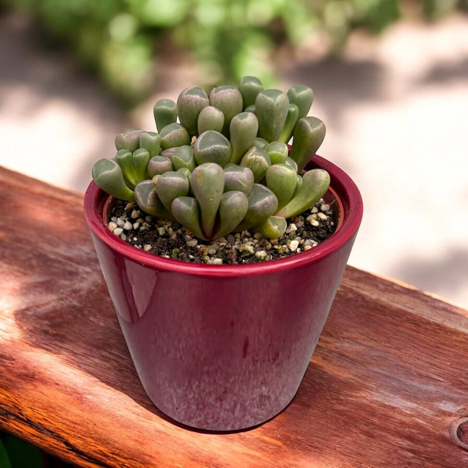 Fenestraria rhopalophylla – „Baby Toes”, suculenta miniatura con hojas translúcidas