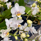 Phalaenopsis NE Cute 'Yayoi' (Wild) D7