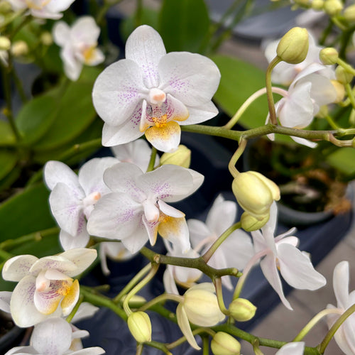 Phalaenopsis NE Cute 'Yayoi' (Wild) D7