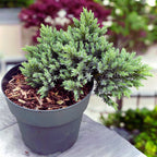 Juniperus squamata 'Blue Star' - Ienupar tarator albastru
