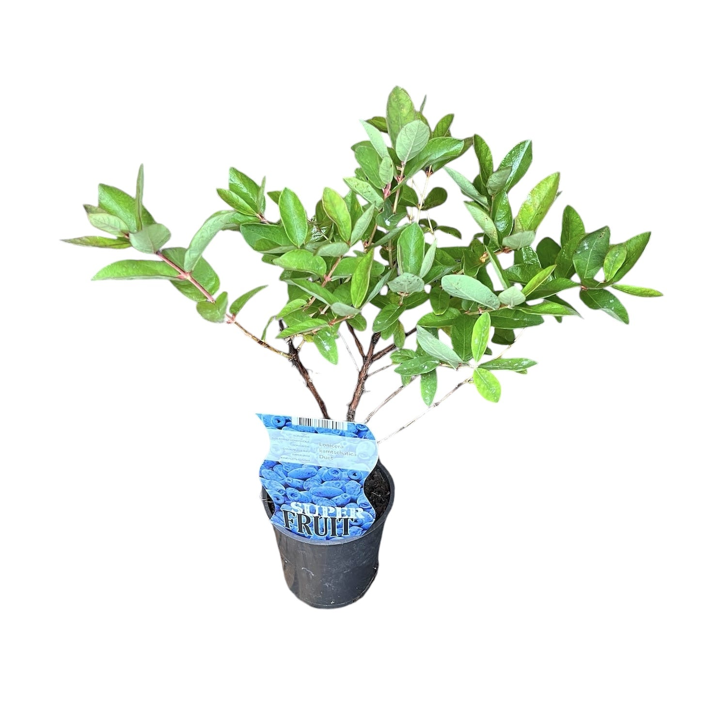 Lonicera kamtschatica 'Duet' -  Afin siberian