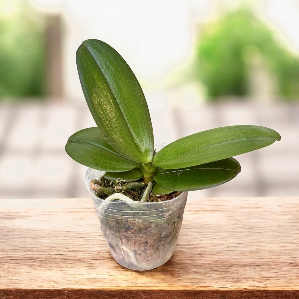 Phalaenopsis Miki Black Angel '364'