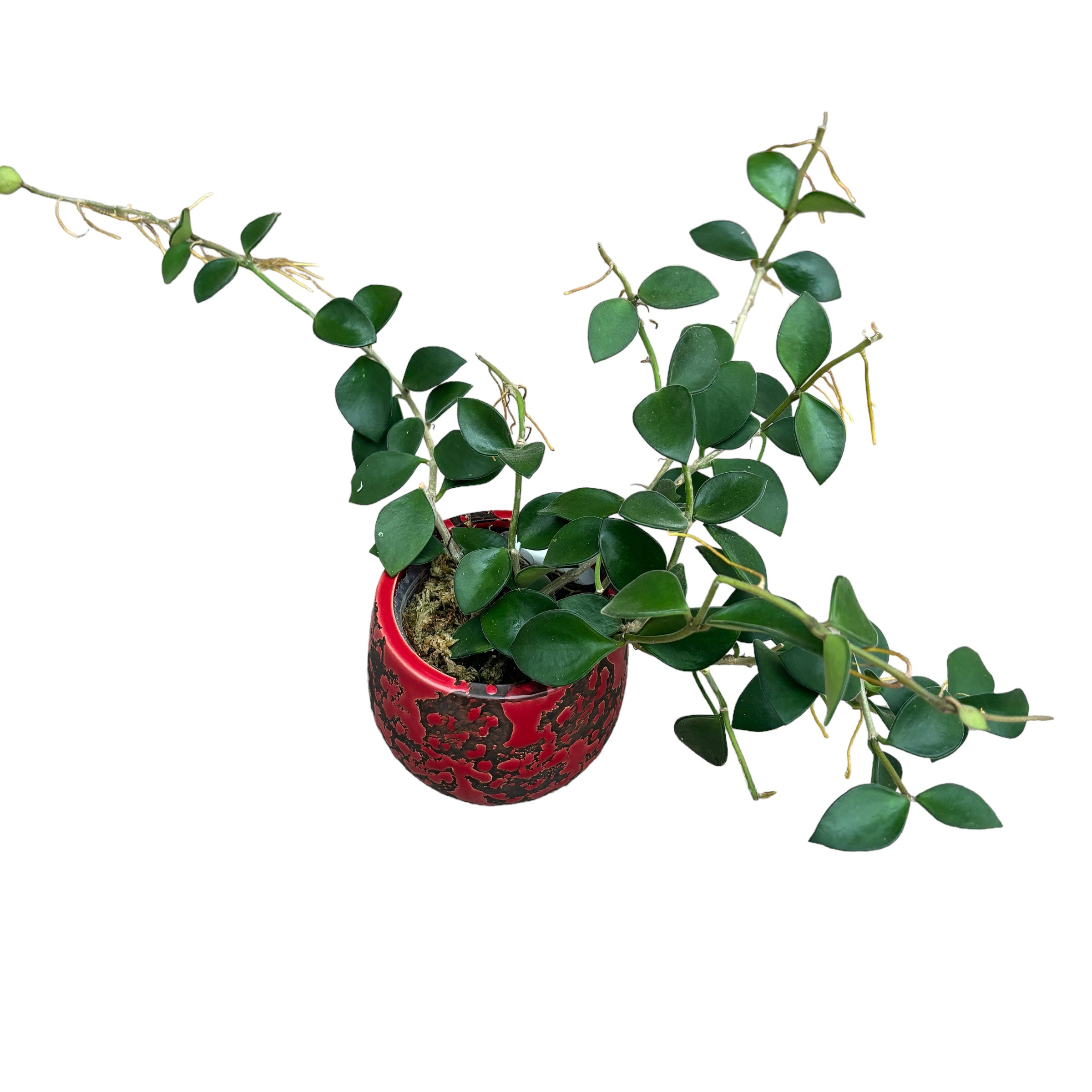 Hoya nummularioides (flori parfumate) - exemplare dezvoltate