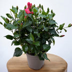 Hibiscus rosa-sinensis Venetie Pink - exemplare XL