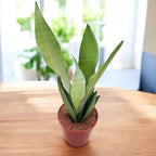 Sansevieria 'Moonshine' (2 plants/pot) – hardy plant with silvery foliage