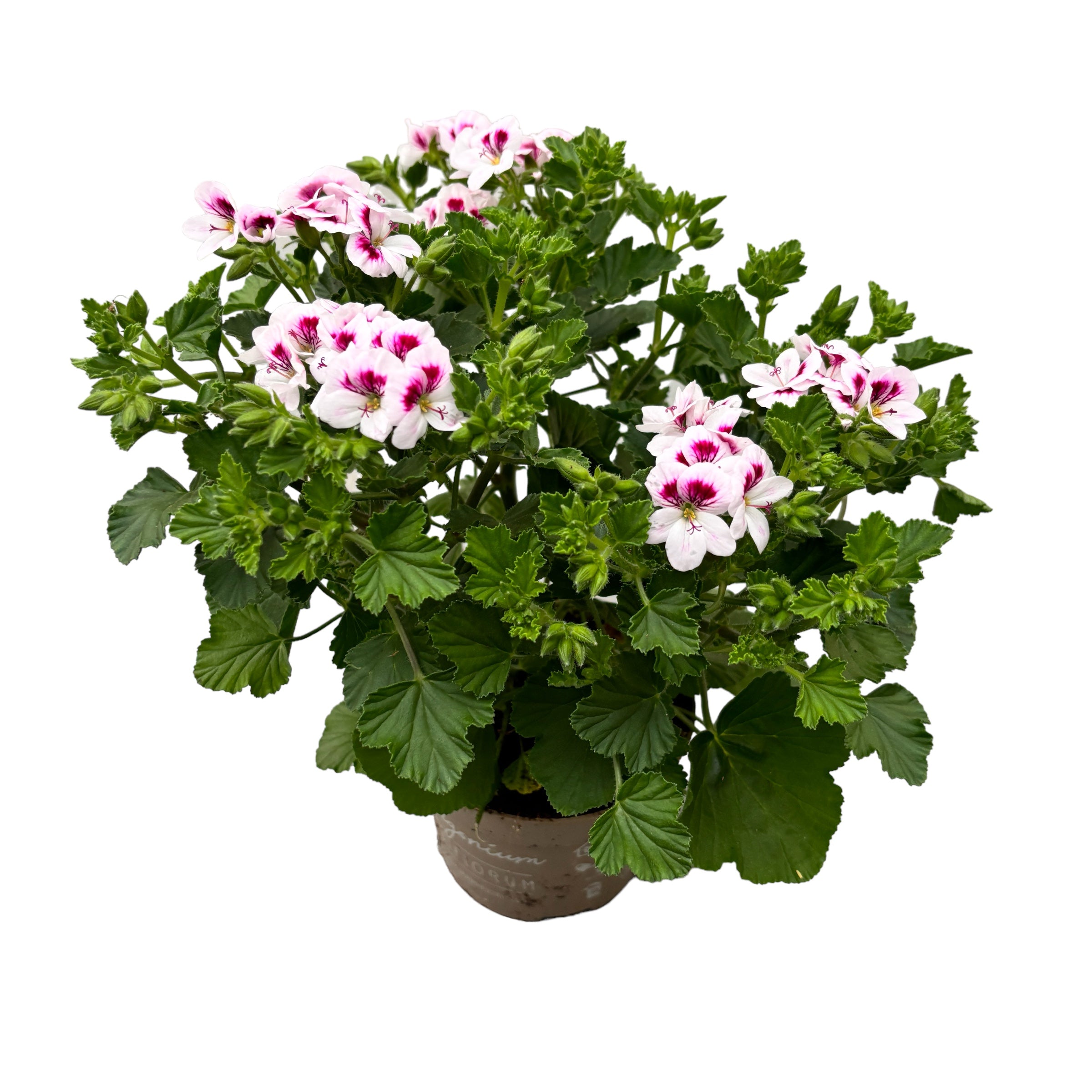 Muscate antitantari  - Pelargonium 'Angel Lizzy'