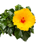 Hibiskus rosa-sinensis ‘Aura Yellow’ - Japońskie róże o dużych żółtych kwiatach