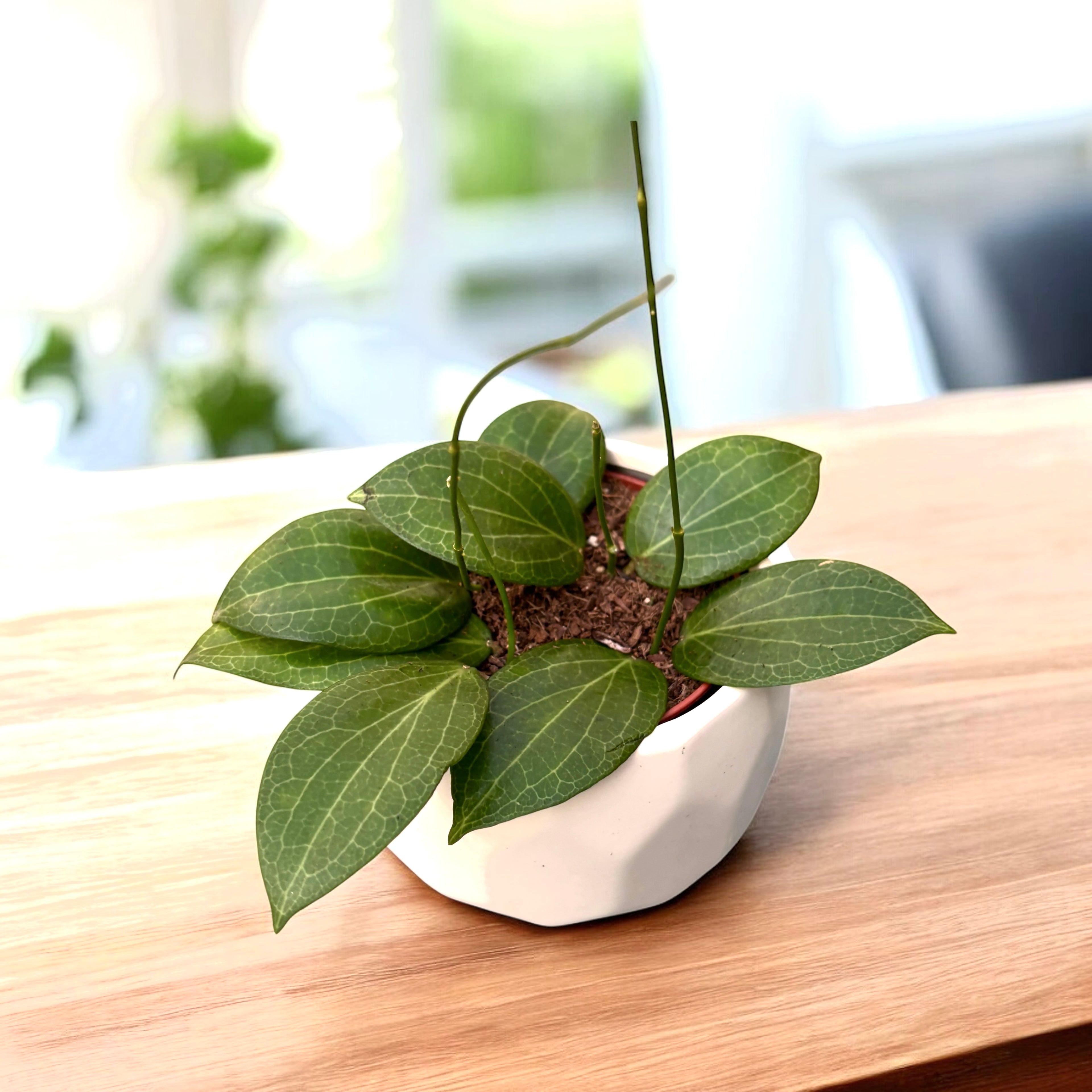 Hoya fitchii D9 - flori parfumate