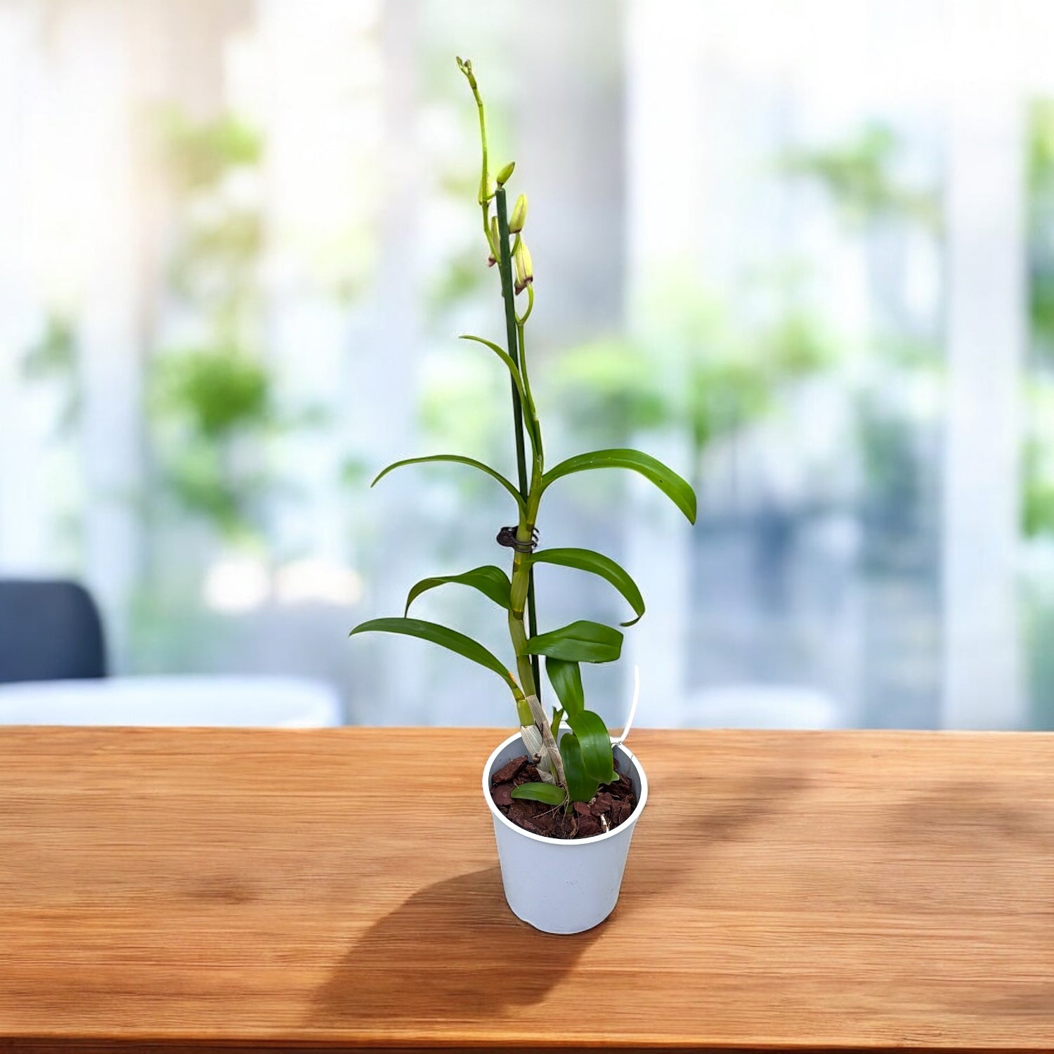 Dendrobium Phalaenopsis mix