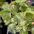 Episcia cupreata 'Aloha Mauna Loa'