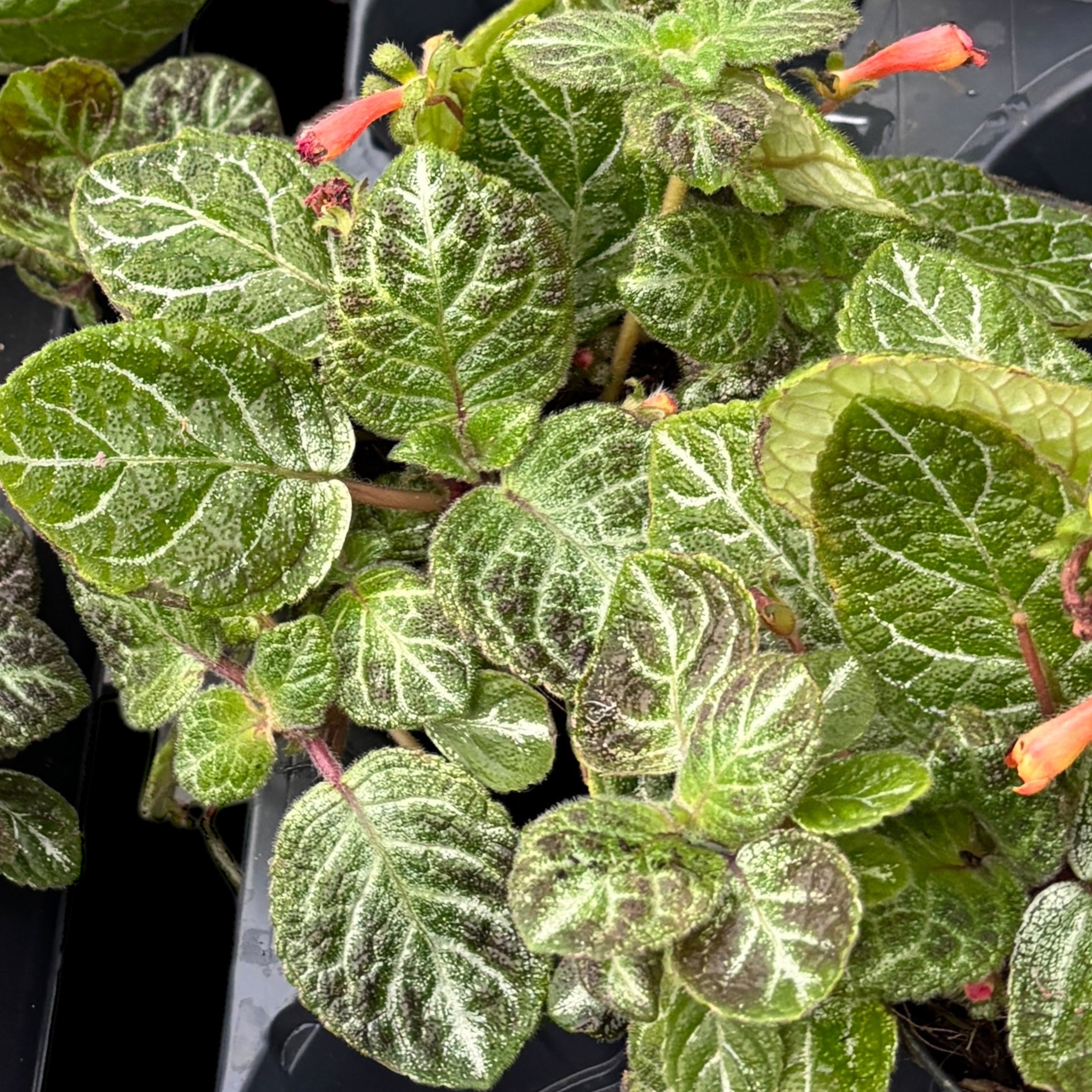 Episcia cupreata 'Aloha Mauna Loa'