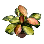 Hoya australis 'Lisa' D12 2-3pp