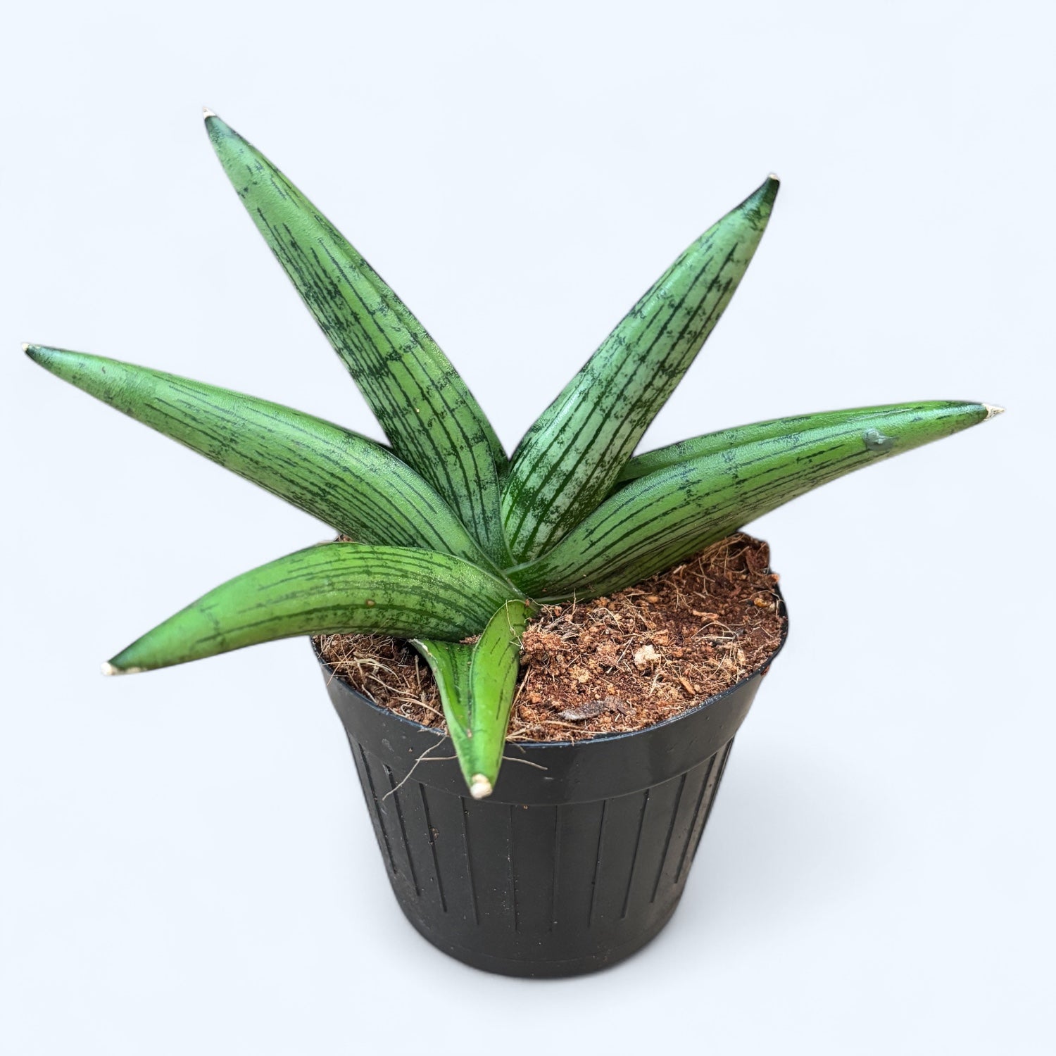 Sansevieria ‘Helios’