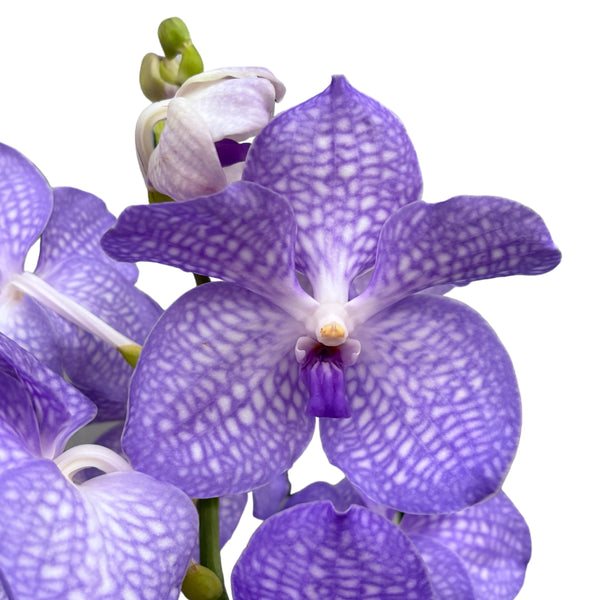 Vanda Kanchana Angelit (ANSU)