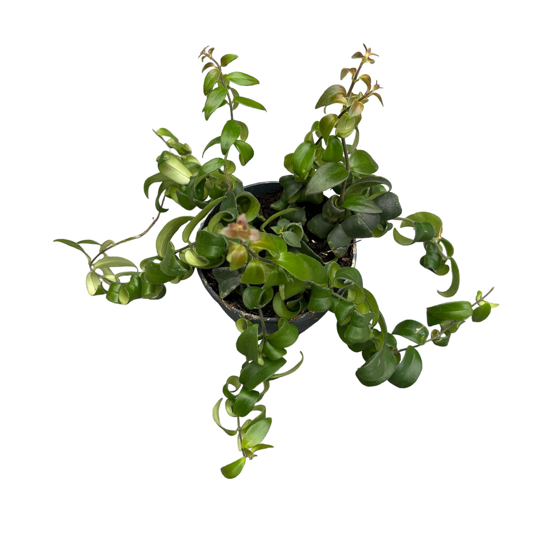 Aeschynanthus 'Rasta' (Lipstick plant) 3 plante/ghiveci