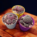 Purple Cactus (Sulcorebutia rauschii ‘Violacidermis’) D6