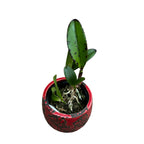 Cattleya Jungle Eyes - parfumata