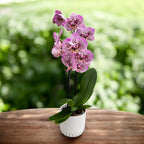 Phalaenopsis Andorra